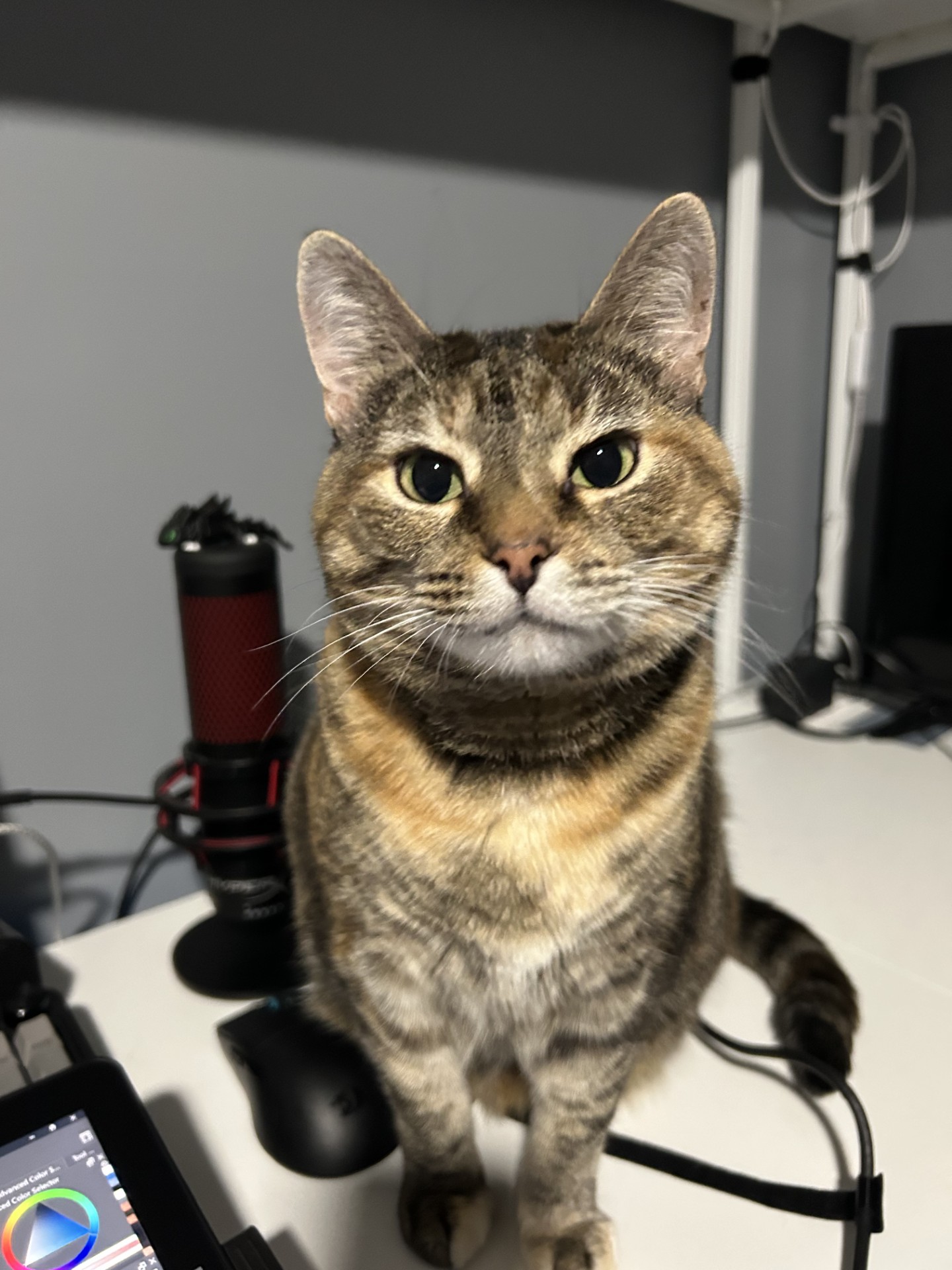 Another Spooky the Cat